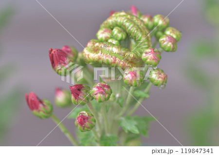 菊華 菊華 119847341
