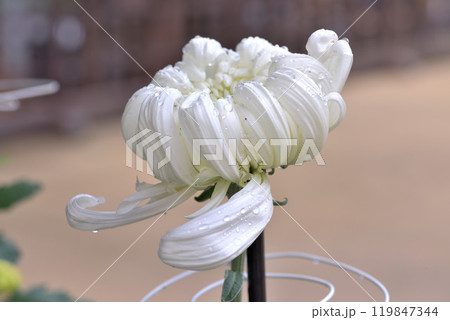 菊華 119847344