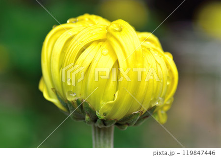秋花 秋花 119847446