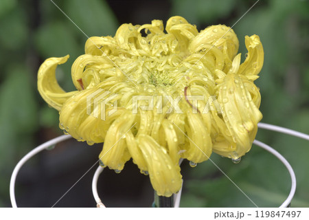 菊花 菊花 119847497