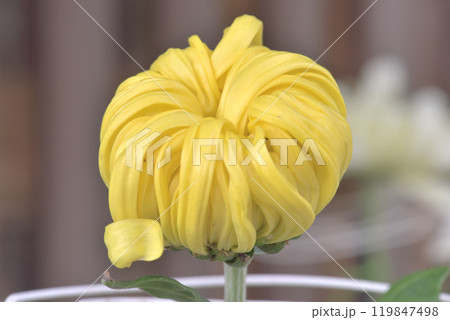 菊花 菊花 119847498