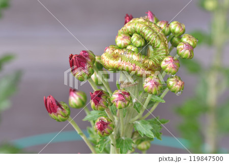 菊花 菊花 119847500