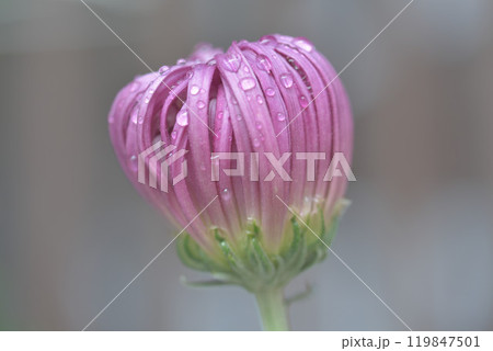 菊花 菊花 119847501