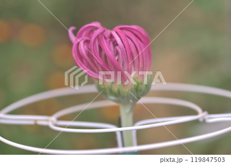 菊花 119847503