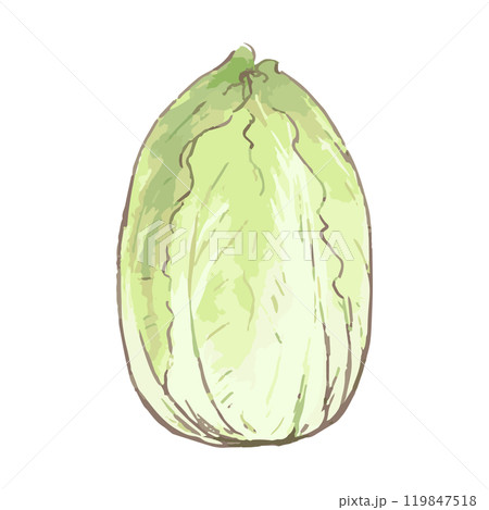 白菜_野菜イラスト手描きアイコン 119847518