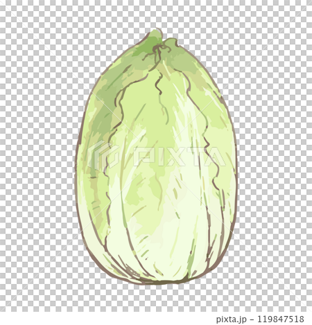 白菜_野菜イラスト手描きアイコン 119847518