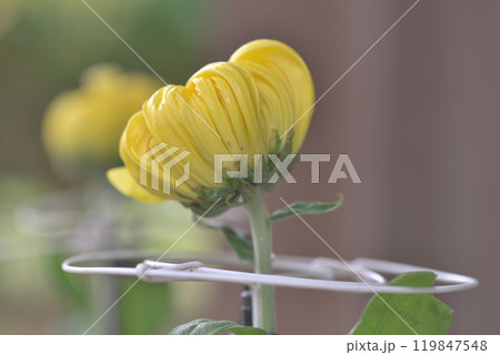 菊華 菊華 119847548