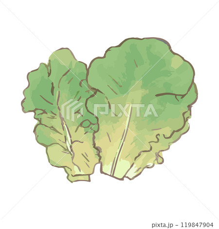 サンチュ_野菜イラスト手描きアイコン サンチュ_野菜イラスト手描きアイコン 119847904