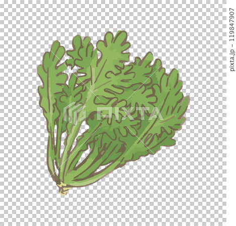 Spring chrysanthemum_simple vegetable illustration hand-drawn icon 119847907