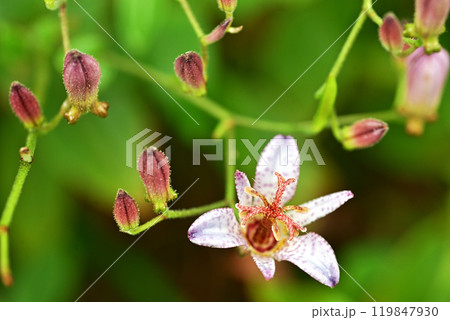 ホトトギス 119847930