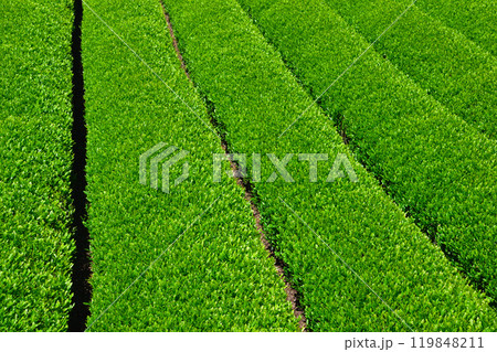茶畑 静岡茶 茶畑 静岡茶 119848211