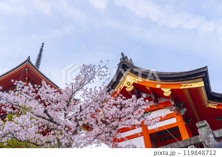 満開の桜と清水寺　三重塔付近 119848712