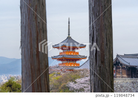 満開の桜と清水寺　三重塔 119848734
