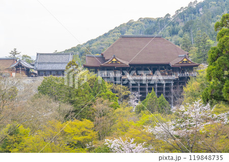 満開の桜と清水寺　本堂 119848735