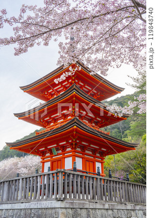 満開の桜と清水寺 子安塔 満開の桜と清水寺 子安塔 119848740