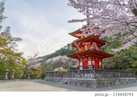 満開の桜と清水寺 子安塔 満開の桜と清水寺 子安塔 119848743