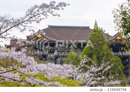 満開の桜と清水寺 本堂 満開の桜と清水寺 本堂 119848746