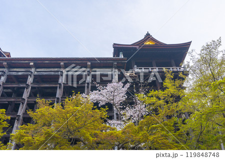 満開の桜と清水寺　本堂 119848748