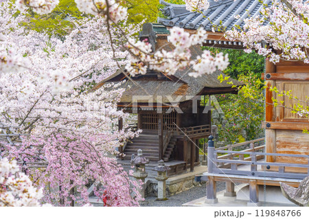 満開の桜と清水寺 鎮守堂 満開の桜と清水寺 鎮守堂 119848766