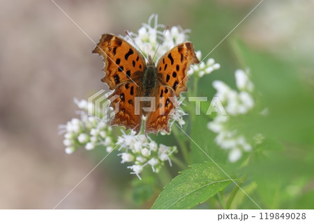 秋の庭に咲くフジバカマの白い花の蜜を吸うキタテハ蝶 119849028