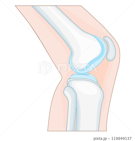 knee joint anatomy. side view. knee joint anatomy. side view. 119849137