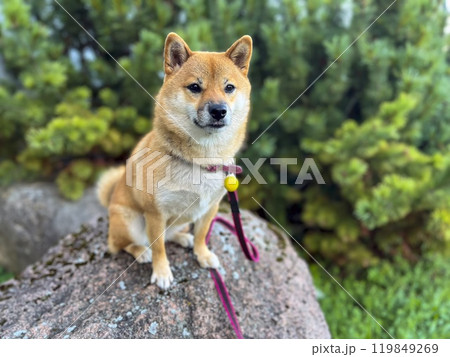 Beautiful red white japanese shiba inu dog sitting on a stone tile on background of green bushes and Beautiful red white japanese shiba inu dog sitting on a stone tile on background of green bushes and 119849269
