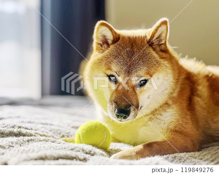 Cute red Shiba inu dog is sleeping on the bed in the bedroom 119849276