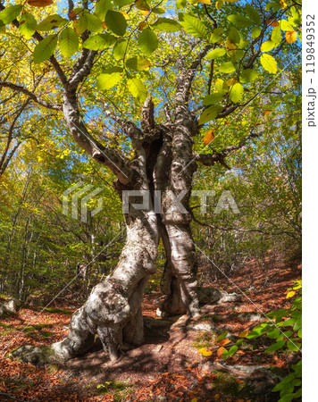 A sunny beech forest, a quaint old tree. A sunny beech forest, a quaint old tree. 119849352