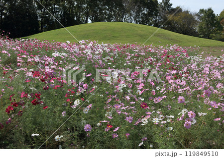 国営讃岐まんのう公園の竜頭の里のコスモス 119849510