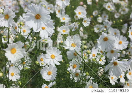 国営讃岐まんのう公園の竜頭の里のコスモス（カップケーキ） 119849520