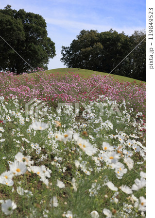 国営讃岐まんのう公園の竜頭の里のコスモス 119849523