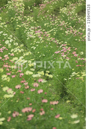 国営讃岐まんのう公園、竜頭の里の青龍の谷のコスモス(キャンパス) 国営讃岐まんのう公園、竜頭の里の青龍の谷のコスモス(キャンパス) 119849528