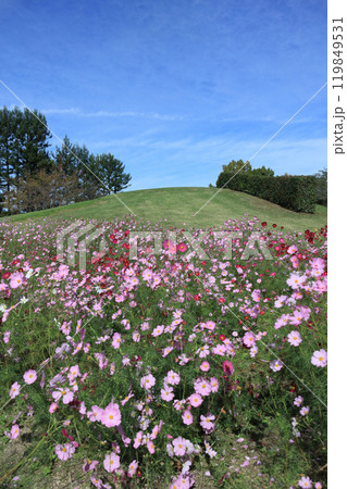 国営讃岐まんのう公園の竜頭の里のコスモス 国営讃岐まんのう公園の竜頭の里のコスモス 119849531