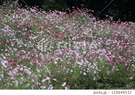 国営讃岐まんのう公園の竜頭の里のコスモス 国営讃岐まんのう公園の竜頭の里のコスモス 119849532