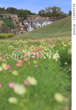 国営讃岐まんのう公園、竜頭の里の青竜の谷からみる昇竜の滝とコスモス(キャンパス) 国営讃岐まんのう公園、竜頭の里の青竜の谷からみる昇竜の滝とコスモス(キャンパス) 119849538