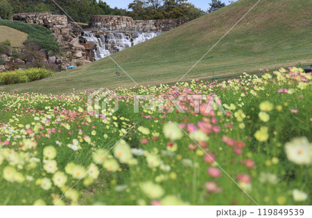 国営讃岐まんのう公園、竜頭の里の青竜の谷からみる昇竜の滝とコスモス（キャンパス） 119849539