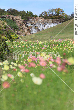 国営讃岐まんのう公園、竜頭の里の青竜の谷からみる昇竜の滝とコスモス（キャンパス） 119849540