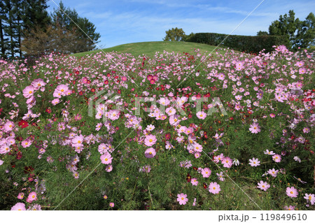 国営讃岐まんのう公園の竜頭の里のコスモス 国営讃岐まんのう公園の竜頭の里のコスモス 119849610