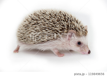 Little hedgehog on white background. 119849656