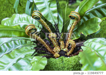 アスプレニウム　シダ植物 119849777