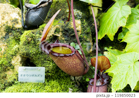 ウツボカズラ ネペンテス 食虫植物 ウツボカズラ ネペンテス 食虫植物 119850023