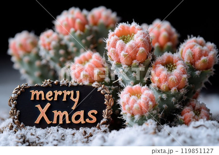Holiday cactus with snow and cheer 119851127