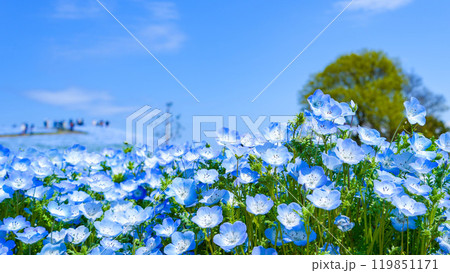 青い空とネモフィラ 119851171