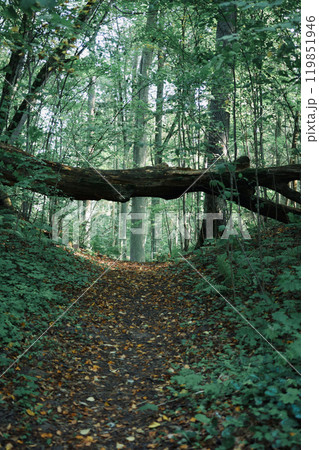 Mystic forest road like in fairytale 119851946