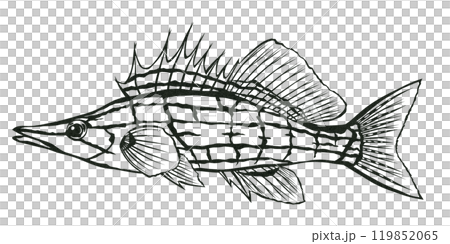 觀賞魚 Kudagombe 的簡單黑白剪紙插圖 119852065