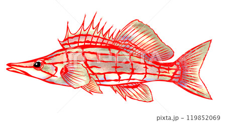 水族館可愛い魚クダゴンベの切り絵イラスト 119852069