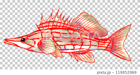 可愛的觀賞魚 Kudagombe 的剪紙插圖 119852069