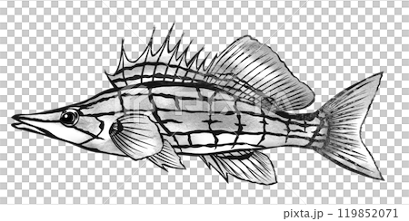 Kudagombe 的黑白剪紙插圖，一種具有美麗網狀圖案的觀賞魚 119852071