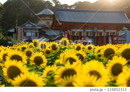 【千葉県銚子市】満願寺のひまわり畑 【千葉県銚子市】満願寺のひまわり畑 119852313