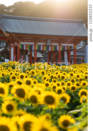 【千葉県銚子市】満願寺のひまわり畑 119852315